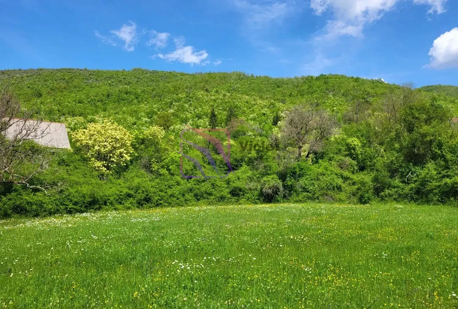 Zelena livada i okolina sa bujnom vegetacijom i drvećem.
