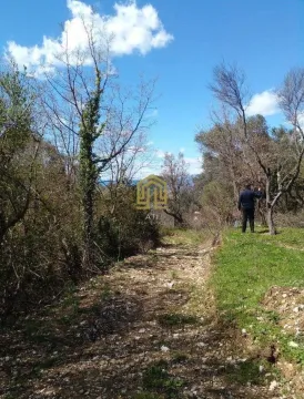 Zarasli plac sa pristupnim putem i drvećem prirode. - image 4
