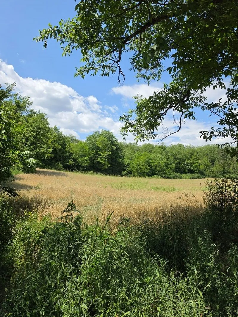 Prodaja, plac, 14200m², Irig, Srbija