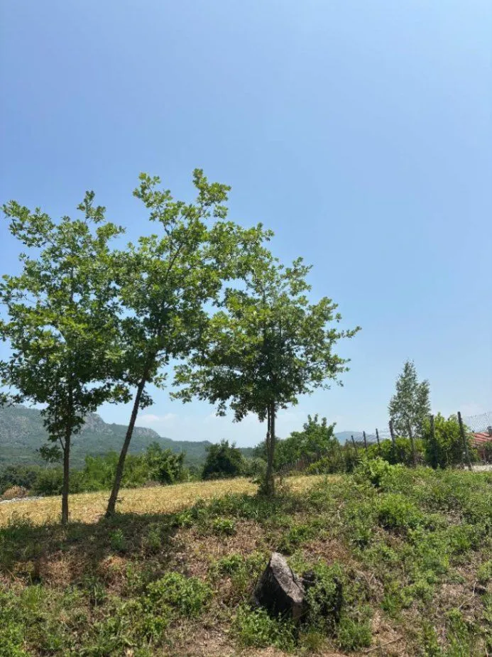 Prodaja, plac, 2400m², Pričelje, Podgorica