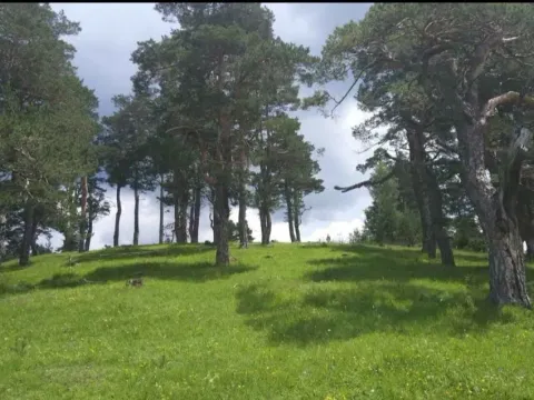 Prodaja, plac, 12000m², Žabljak, Crna Gora - image 10