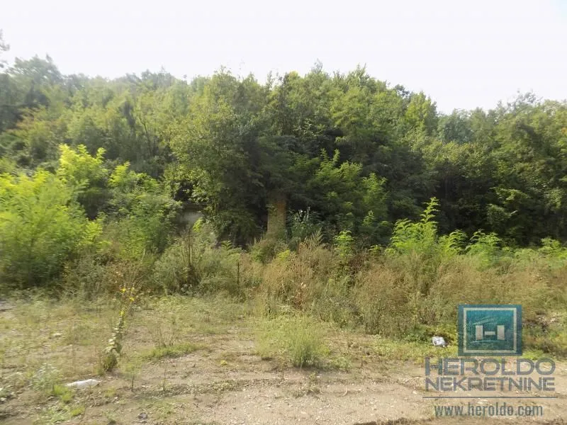 View of a plot overgrown with vegetation and forest.