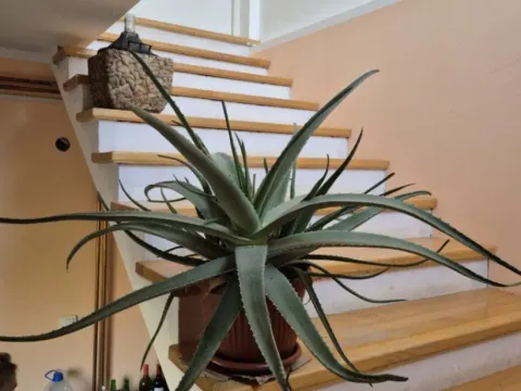 Prodaja, kuća, 230m², Stara Lipovica, Barajevo - image 10