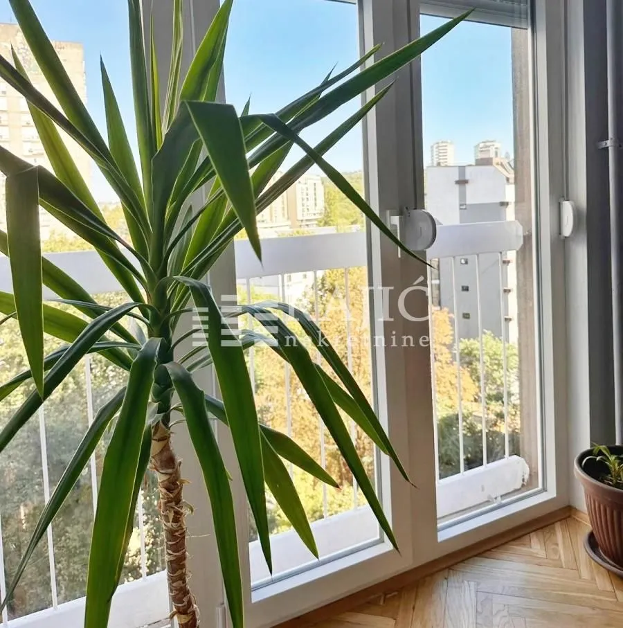 View from the apartment through the window with a large decorative plant.