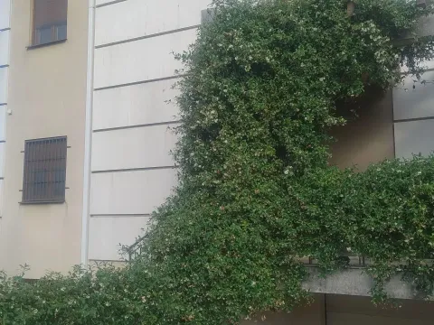 Rent, house, 262m², Zabjelo, Podgorica - image 5