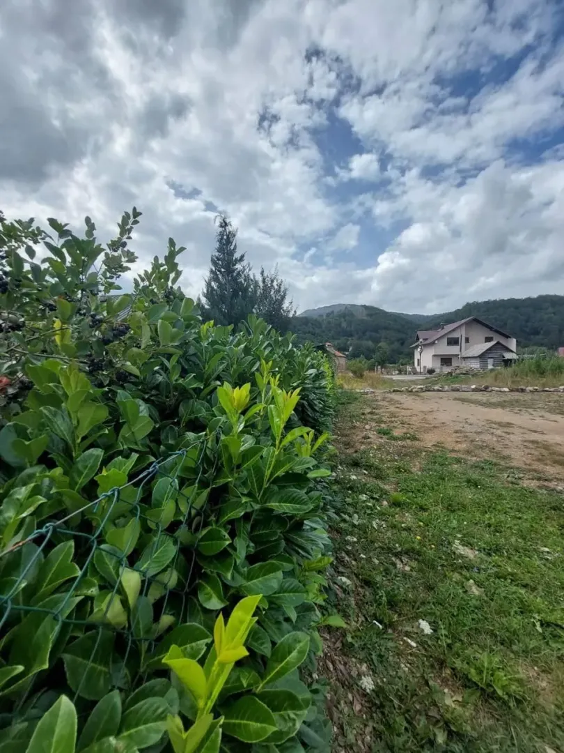 Dvorište sa zelenom živom ogradom i pogledom na kuću u pozadini.