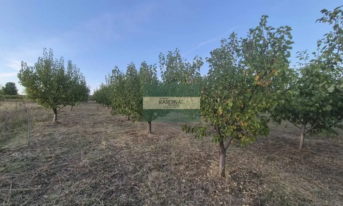 Sale, land lot, 27920m², Siokovac, Jagodina