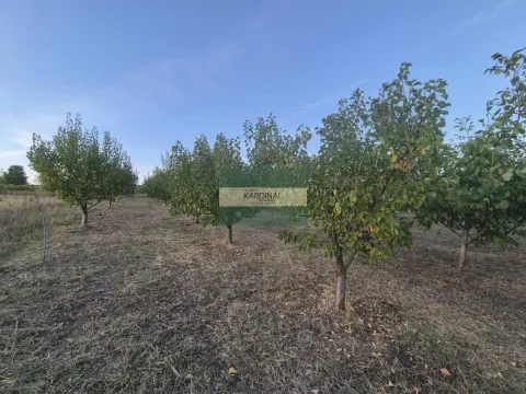 Sale, land lot, 279m², Siokovac, Jagodina