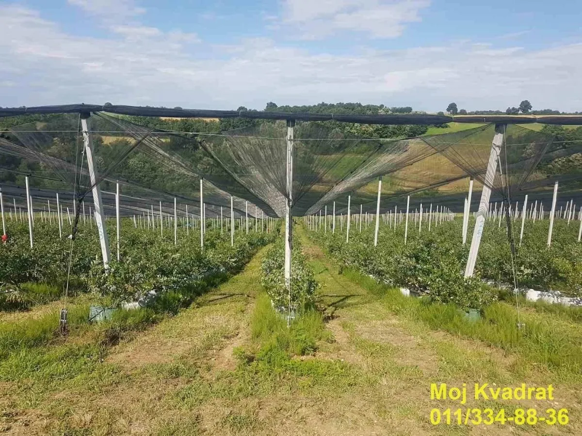 Pogled na voćnjak pod zaštitnom mrežom sa stubovima.