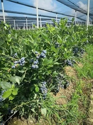 Prodaja, plac, 120000m², Varna, Šabac