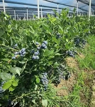 Sale, land lot, 120000m², Varna, Šabac