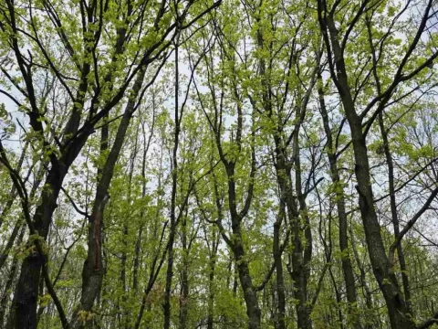 Prodaja, plac, 12800m², Bukovik, Arandjelovac - image 4