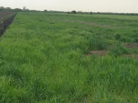 Prodaja, plac, 1204m², Ruma, Srbija - image 3