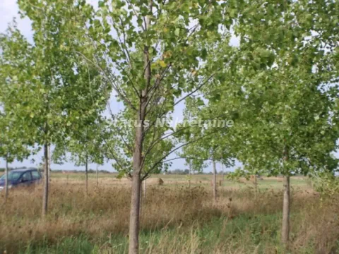 Prodaja, plac, 1378m², Zrenjanin, Srbija - image 28