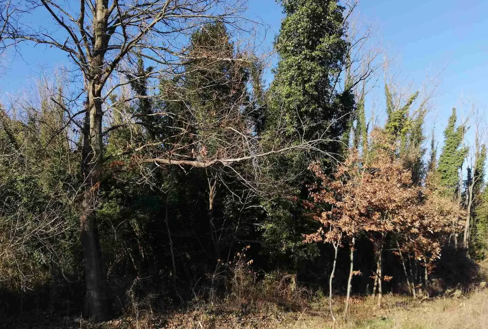 Prodaja, plac, 6100m², Orja Luka, Danilovgrad