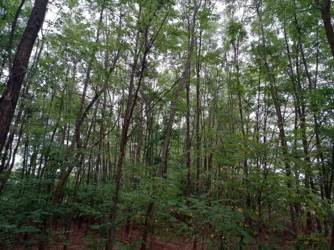 Prodaja, plac, 7400m², Kelebija, Subotica - image 2