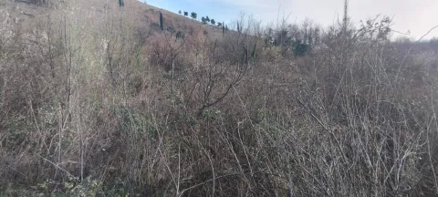 Pogled na zarasli plac sa niskim rastinjem i drvećem. - image 2