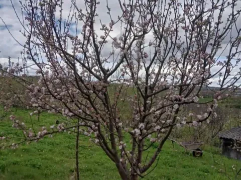 Prodaja, kuća, 56m², Kragujevac, Srbija - image 17