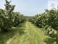 Prodaja, plac, 500m², Skupljen, Vladimirci - image 3