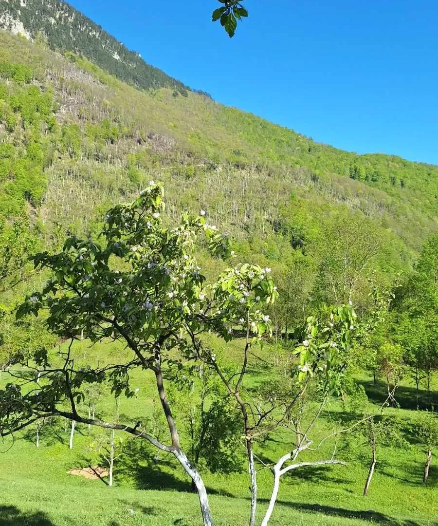 Rent, house, 100m², Dobrilovina, Mojkovac