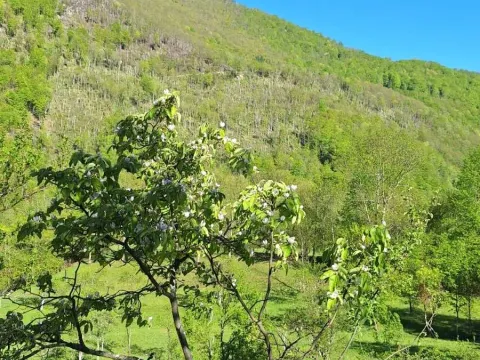 Rent, house, 100m², Dobrilovina, Mojkovac - image 20