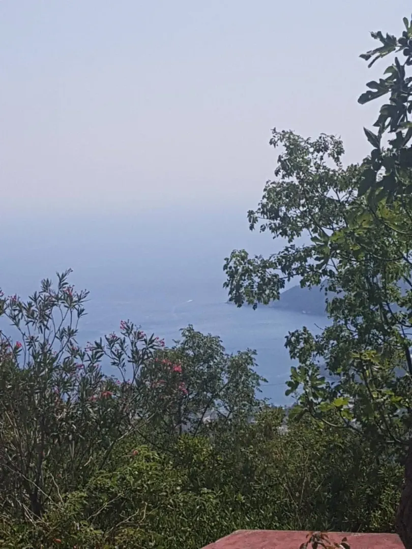 Sea view through lush greenery.