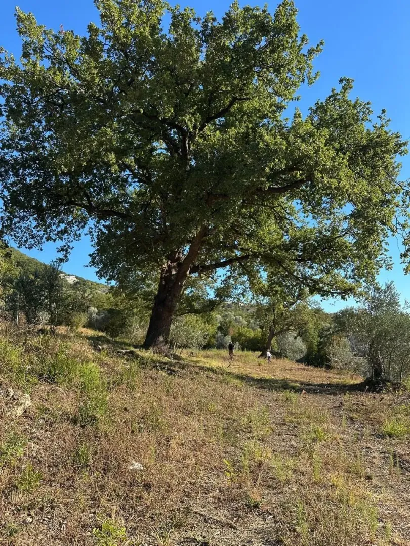 Veliko drvo na placu sa rastinjem i zelenilom.