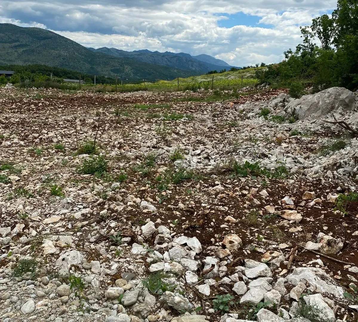 Prodaja, plac, 1500m², Piperi, Podgorica