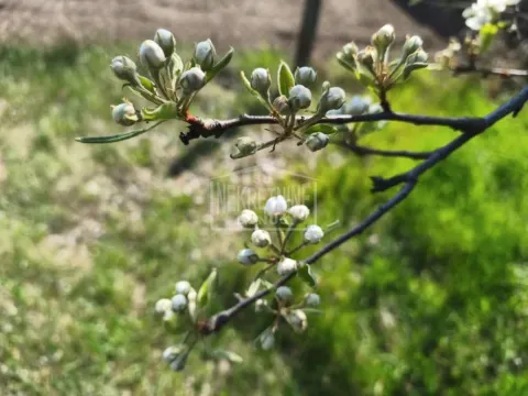 Prodaja, plac, 1400m², Kelebija, Subotica - image 6