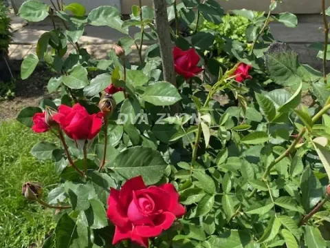 Sale, house, 37m², Čenej, Novi Sad Sve Podlokacije - image 13