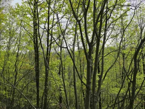 Prodaja, plac, 12800m², Bukovik, Arandjelovac - image 3