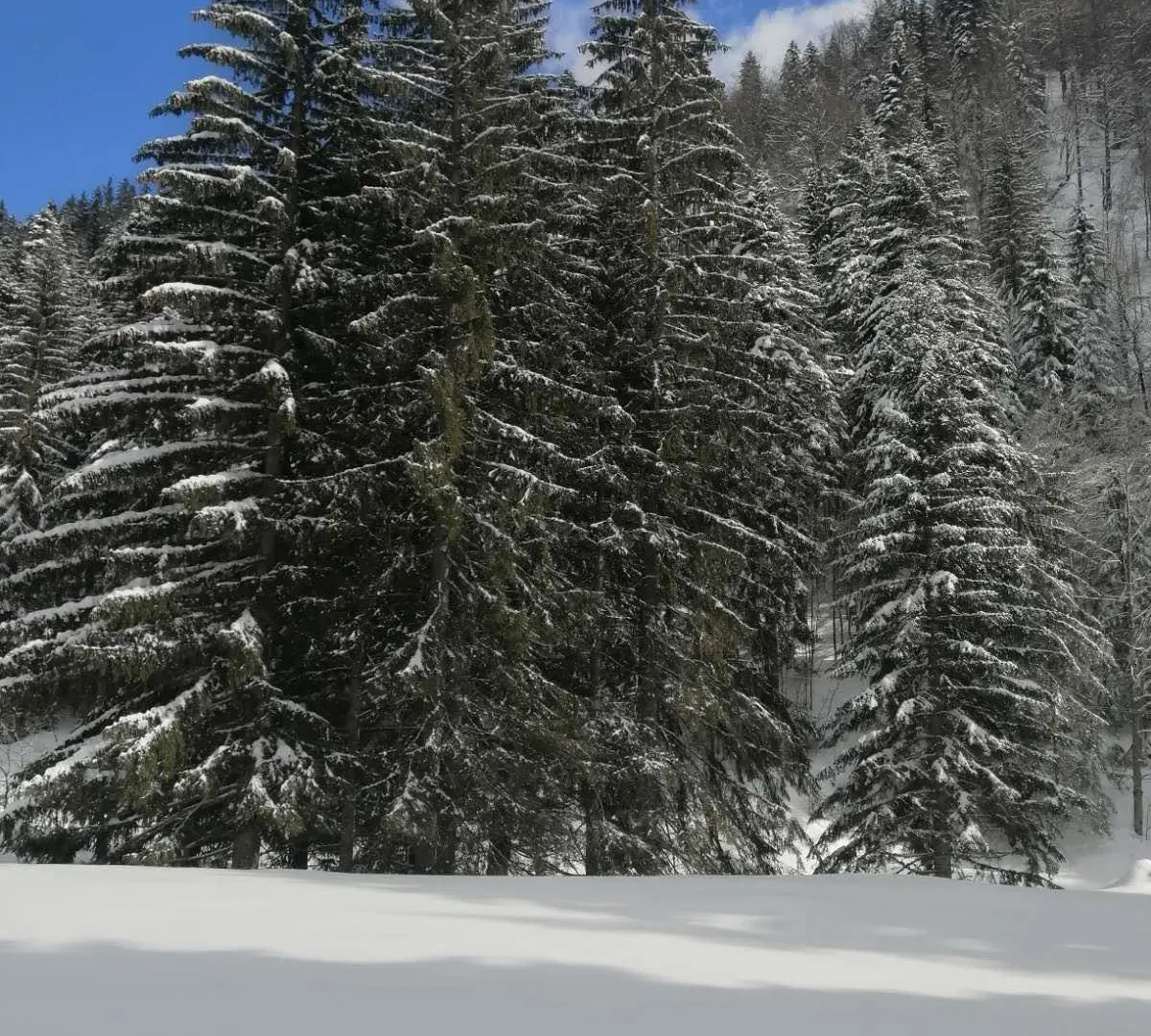 Prodaja, plac, 3476m², Kolašin, Crna Gora