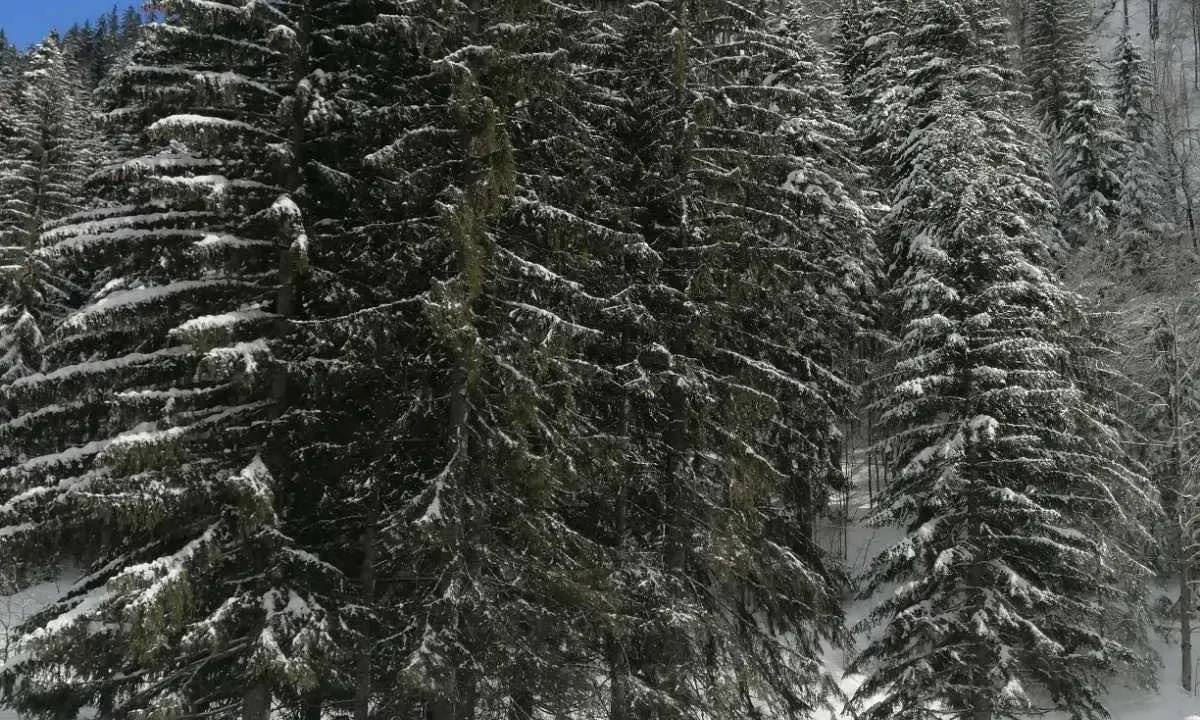 Prodaja, plac, 3476m², Kolašin, Crna Gora