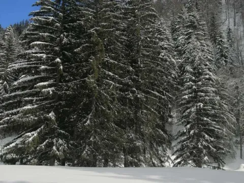 Prodaja, plac, 3476m², Kolašin, Crna Gora