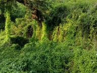 Prodaja, plac, 1589m², Utjeha, Bar - image 2