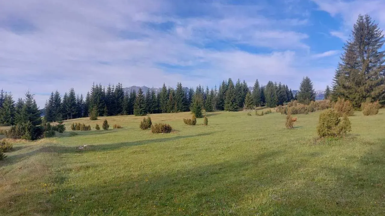 Prodaja, plac, 17500m², Žabljak, Crna Gora