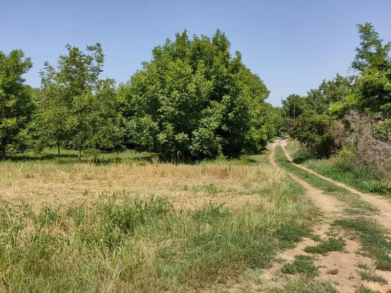 Prodaja, plac, 6000m², Paragovo, Petrovaradin