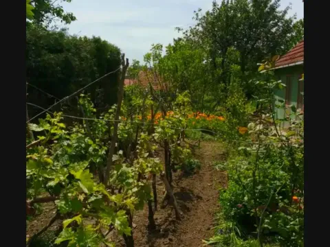 Prodaja, kuća, 240m², Titel, Novi Sad - image 17