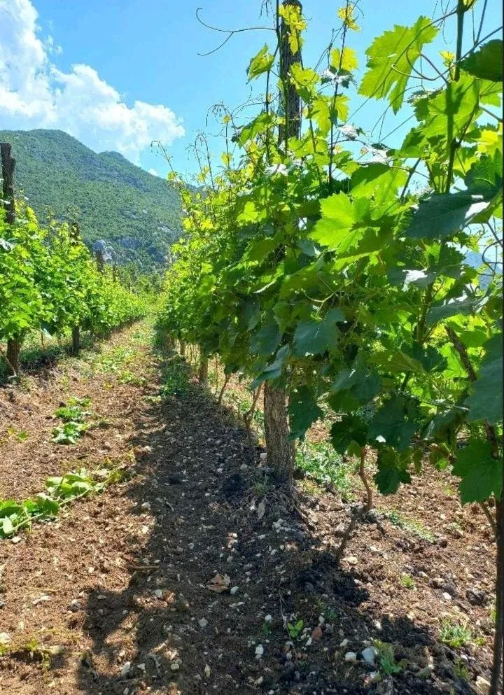 Prodaja, plac, 10429m², Zabjelo, Podgorica