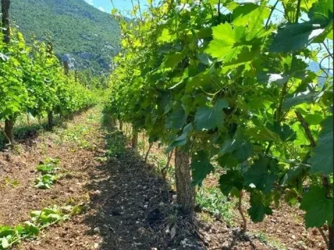 Prodaja, plac, 10429m², Zabjelo, Podgorica - image 3