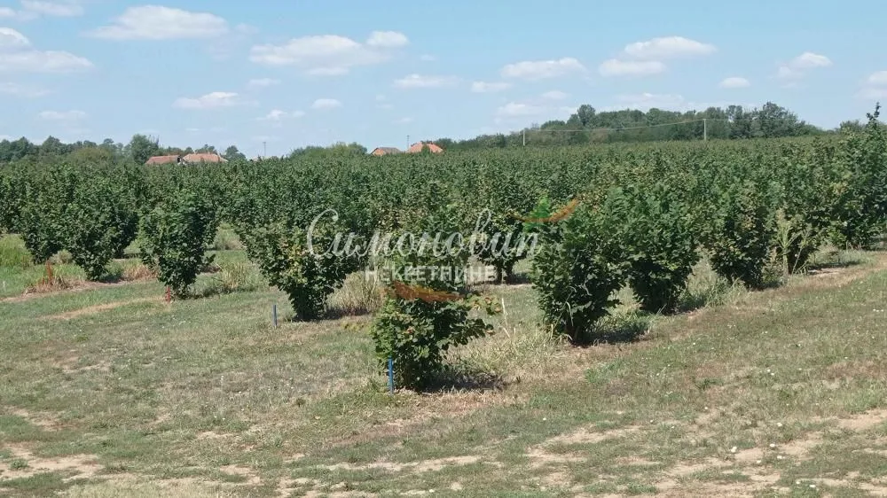 Prodaja, plac, 63000m², Centar, Ub
