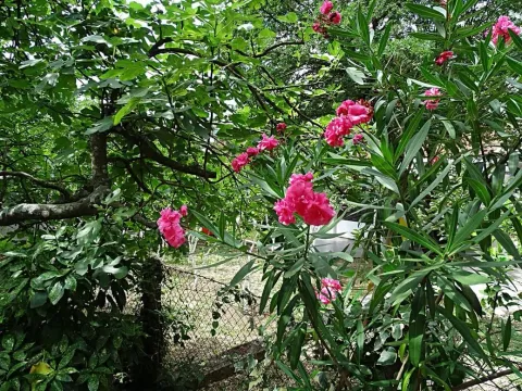 Prodaja, kuća, 71m², Orahovac, Kotor - image 16