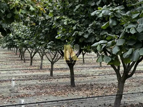 Sale, land lot, 190m², Kikinda, Srbija - image 28