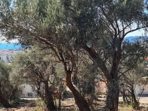 Prodaja, plac, 620m², Marovići, Bar - image 3