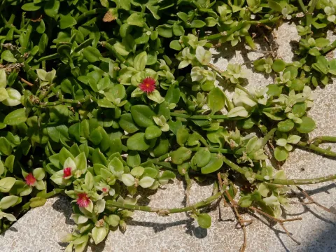 Sale, house, 482m², Budva, Crna Gora - image 8