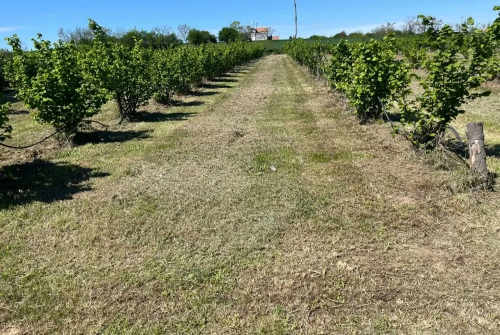 Prodaja, plac, 5000m², Vladimirci, Srbija