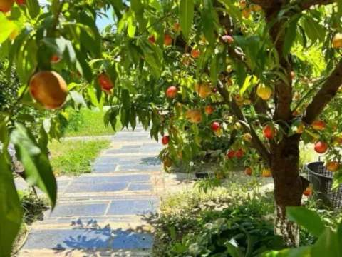 Prodaja, kuća, 316m², Gradiošnica, Tivat - image 2