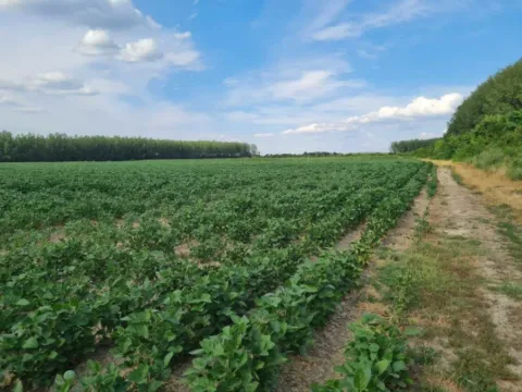 Prodaja, plac, 50827m², Novi Sad, Srbija - image 3