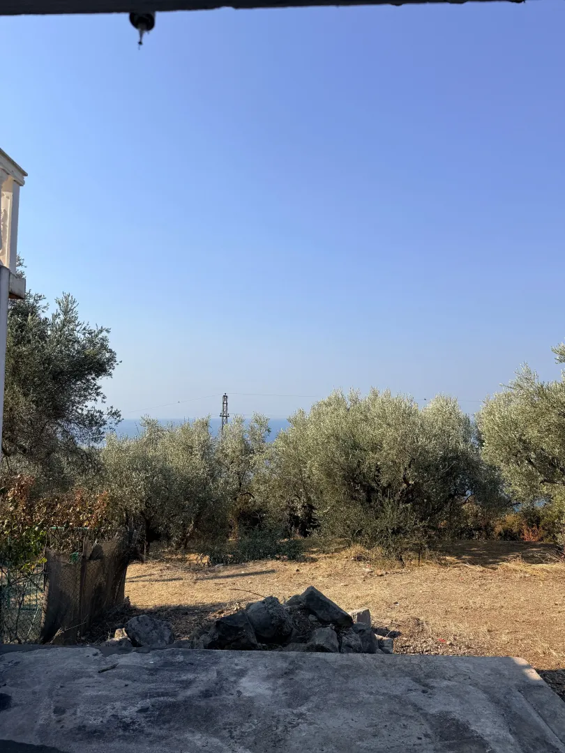 Yard with olive trees and a sea view.