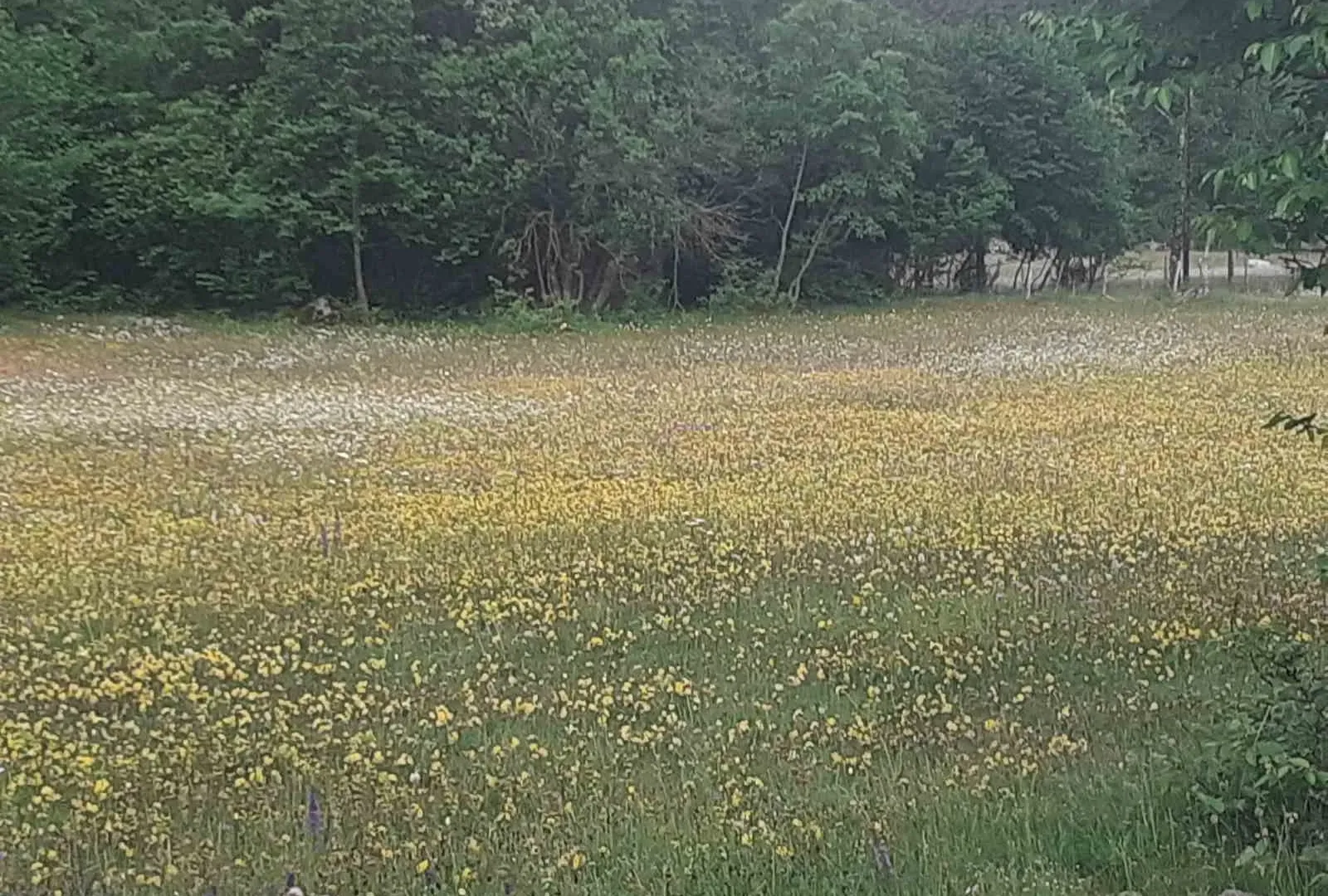 Prodaja, plac, 4700m², Žabljak, Crna Gora